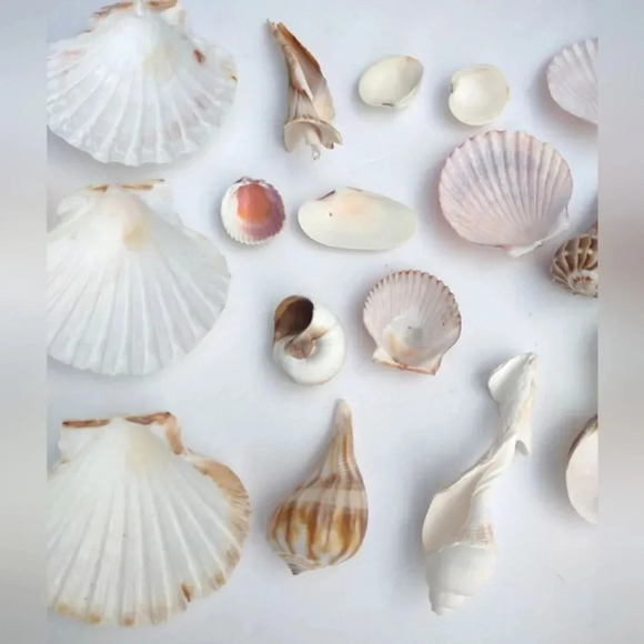 Seashell Lot Clearwater Beach, Florida - Picture 4 of 11